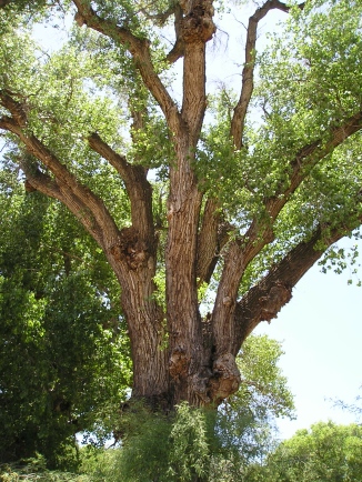 Cottonwood Tree in Cottonwood, Arizona Photo by Michele Venne