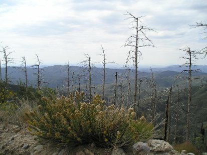Looking south from Crown King, AZ Photo by Michele Venne